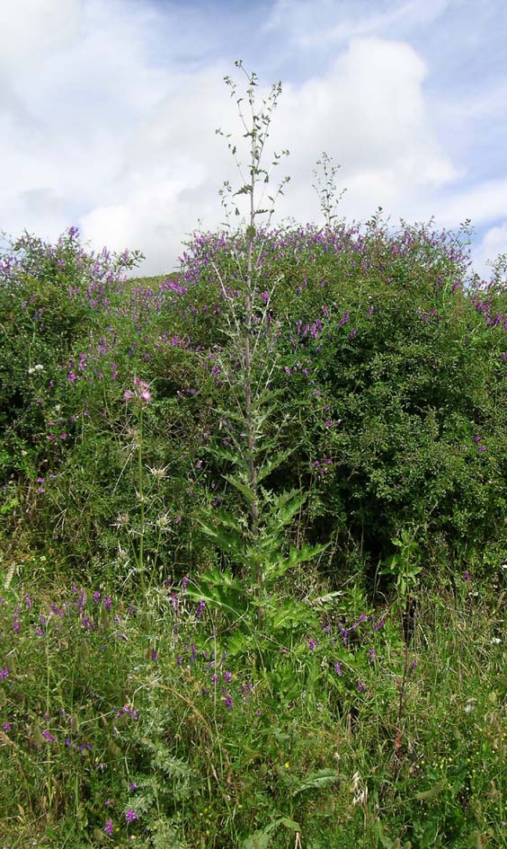 Carduus cfr. pycnocephalus e Cirsium scabrum